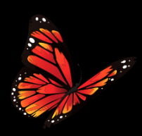 bfly-black-background